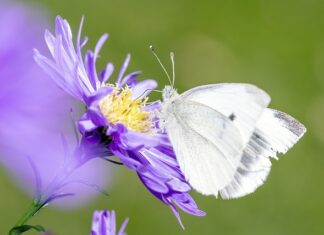 Ile jest gatunków w Polsce?